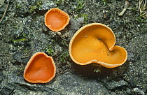 Orange Peel cup fungus (Aleuria aurantia) Scotland
