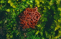 Purple jelly drops (Ascocoryne sarcoides)On moss covered wood, Scotland