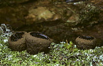 Batchelor's Buttons / Black Bulagar fungus (Bulgaria inquinans) on dead oak, Scotland