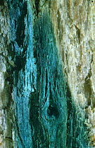 Green Wood-cup fungus (Chlorosplenium aeruginascens) stains wood blue