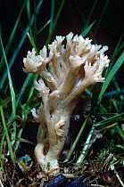 White Coral fungus (Clavulina cristata) Scotland