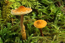 Cystoderma amianthinum toadstools, Scotland Coniferous woodland