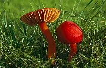 Scarlet Hood wax caps (Hygrocybe coccinea) Scotland