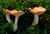 Hedgehog fungus {Hydnum repandum} Scotland