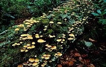 Sulphur tuft fungi on fallen Beech trunk, Scotland (Hypholoma fasciculare)
