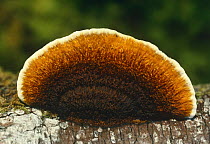 Bracket fungus (Lenzites betulina) upper surface of cap, Scotland