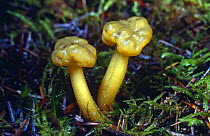 Jelly Baby Fungus {Leotia lubrica}. Scotland Grassland