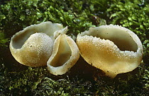 Cup fungus (Peziza cera) Scotland in broadleaf woodland