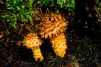 Shaggy pholiota toadstools (Pholiota squarrosa) growing under birch trees, Scotland