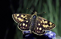 Chequered skipper butterfly. Scotland
