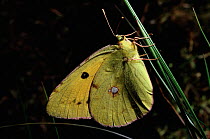 Clouded Yellow butterfly (Colias crocea)
