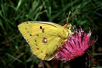 Clouded Yellow butterfly. Wing underside. Scotland, UK