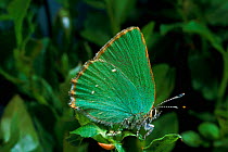 Green Hairstreak Butterfly, summer, Scotland.