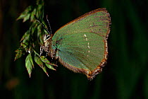 Green Hairstreak Butterfly, summer, Scotland, UK