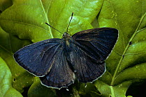 Purple Hairstreak Butterfly (Neozephyrus quercus Scotland, UK