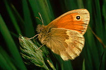 Small heath butterfly resting, Scotland (Coenoympha pamphilus)