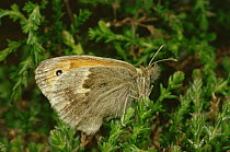 Small Heath Butterfly (Coenoympha pamphilus), Scotland