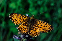 Small pearl-bordered fritillary butterfly, wings spread