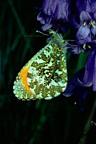 Orange tip butterfly male on bluebell flower, UK.