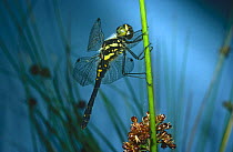 Black Sympetrum dragonfly (Sympetrum danae) on pondside rushes, UK