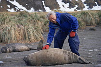 David Attenborough strokes elephant seal pup, SouthGeorgia 1993. On location for BBC series Life in the Freezer