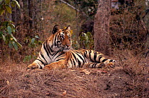 Bengal tiger lying on floor in forest (Panthera tigris) Bandhavgarh NP, Madhya Pradesh, India