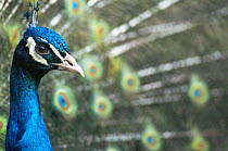 Peacock (Pavo cristatus) male displaying, Dudley Zoo, UK