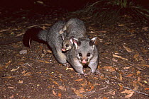 Brushtail possum carrying young (Trichosurus vulpecula) Australia