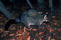 Brushtail possum (Trichosurus vulpecula) carrying young. Australia
