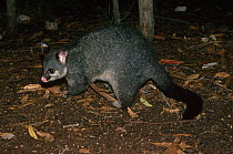 Common brushtail possum {Trichosurus vulpecula} foraging, Australia.