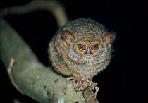 Diana tarsier (Tarsius dentatus / dianae). A recently discovered species in 1988, endemic to Sulawesi, vulnerable