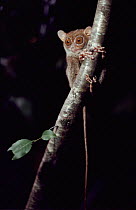 Philippine tarsier (Tarsius syrichta) on tree trunk. Taken during filming of TV programme 'Gremlins of the Night', 1994