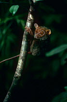 Philippine tarsier on tree trunk (Tarsius syrichta) Captive, from Philippines