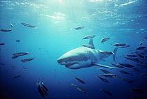 Great White Shark, Dangerous Reef, Australia.