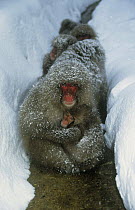 Japanese macaques {Macaca fuscata} huddle in snow, female with baby in foreground, Honshu, Japan.