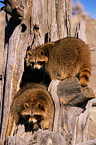 Raccoons on dead tree stump. (Procyon lotor) captive