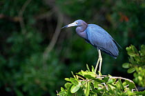 Little blue heron {Egretta caerulea} Sanibel Is, Florida