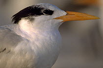 Royal tern (Thalasseus maximus) Sanibel Island, Florida, USA