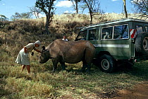 Black rhino "Samia" with Anna Merz, during filming for Great Rift series 1990, Lewa Downs, Kenya