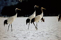 Japanese crane pair (Grus japonensis) with young. Japan