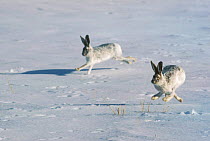 White Tailed Jackrabbits running over snow. (Lepus townsendii) North America