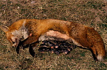 Dead fox showing unborn young (Vulpes vulpes) Scotland