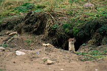 Stoat (Mustela erminea) stalking rabbit,  Scotland