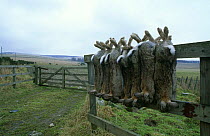 Dead rabbits {Oryctolagus cuniculus} hanging on fence post, shot by gamekeeper, Scotland.