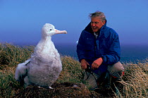 Sir David Attenborough with Wandering albatross (Diomedea exulans) chick, South Georgia. On location for 'Life in the Freezer' 1992.