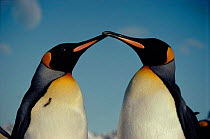 King penguins - Face to face. Life in the freezer.