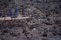 Camerman Paul Atkins filming fur seals from scafolding gantry. Bird Island, Antarctica, 1993, for BBC series Life in the Freezer