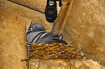 Film camera set up to remotely film Pigeon on nest. Bird in the Nest tv programme 1995
