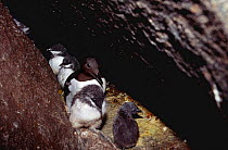 Guillemot with chick - many pairs use same crack to nest in, Canada