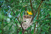 Yellow Warbler on nest with chicks. (Dendroica petechia) Wyoming, USA.